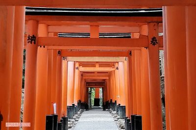 《京都・伏見稲荷大社》竹を傷つける外国人男性の迷惑行為動画が拡散、広報担当「初めてのケース」の困惑