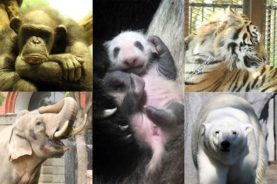 子どもの情操教育に危機!?　転換期に立つ日本の“動物園”が背負う新たな使命