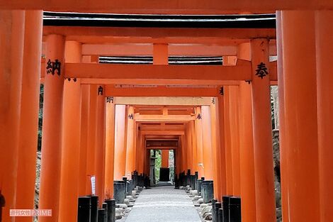 《京都・伏見稲荷大社》竹を傷つける外国人男性の迷惑行為動画が拡散、広報担当「初めてのケース」の困惑