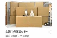 YouTube『もちまる日記』が保護猫団体へ物資支援を報告するも、過去の“虐待疑惑”に集まる皮肉