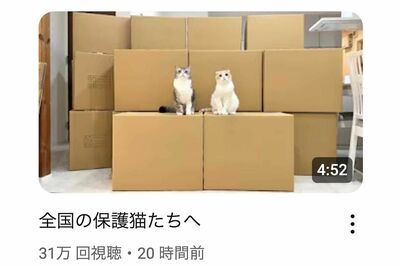 YouTube『もちまる日記』が保護猫団体へ物資支援を報告するも、過去の“虐待疑惑”に集まる皮肉