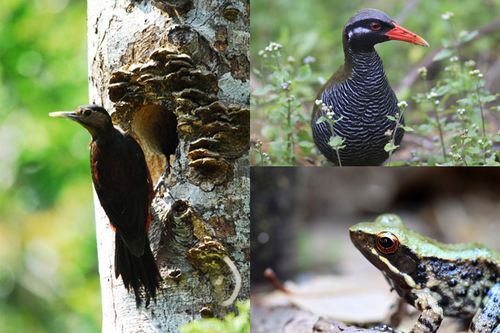 右上から時計回りにヤンバルクイナ、ホルストガエル、ノグチゲラ。やんばるの森が住処の希少動物だ