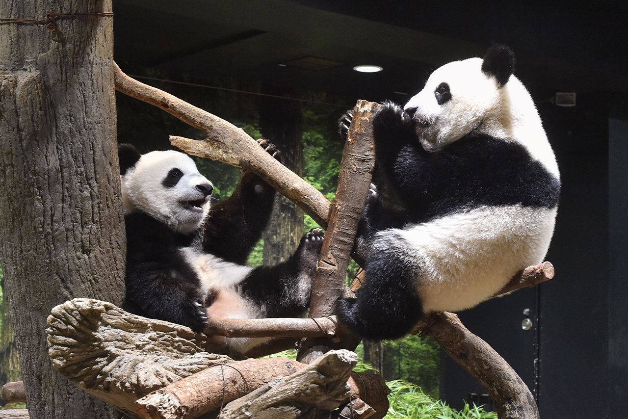 '22年7月。すくすく大きく。左がシャオシャオ、右がレイレイ　写真／（公財）東京動物園協会
