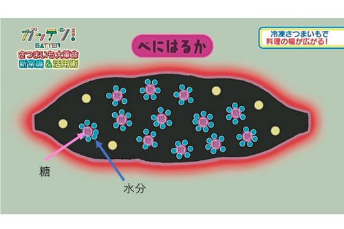 “ねっとり”の秘密を解剖！　糖には水分を逃がしにくい特性があるため、冷めても水分をしっかり保持。また、でんぷんは冷めると硬くなってしまうが、酵素の働きででんぷんの量が減っているため、冷めてもやわらかく、ねっとりおいしい。