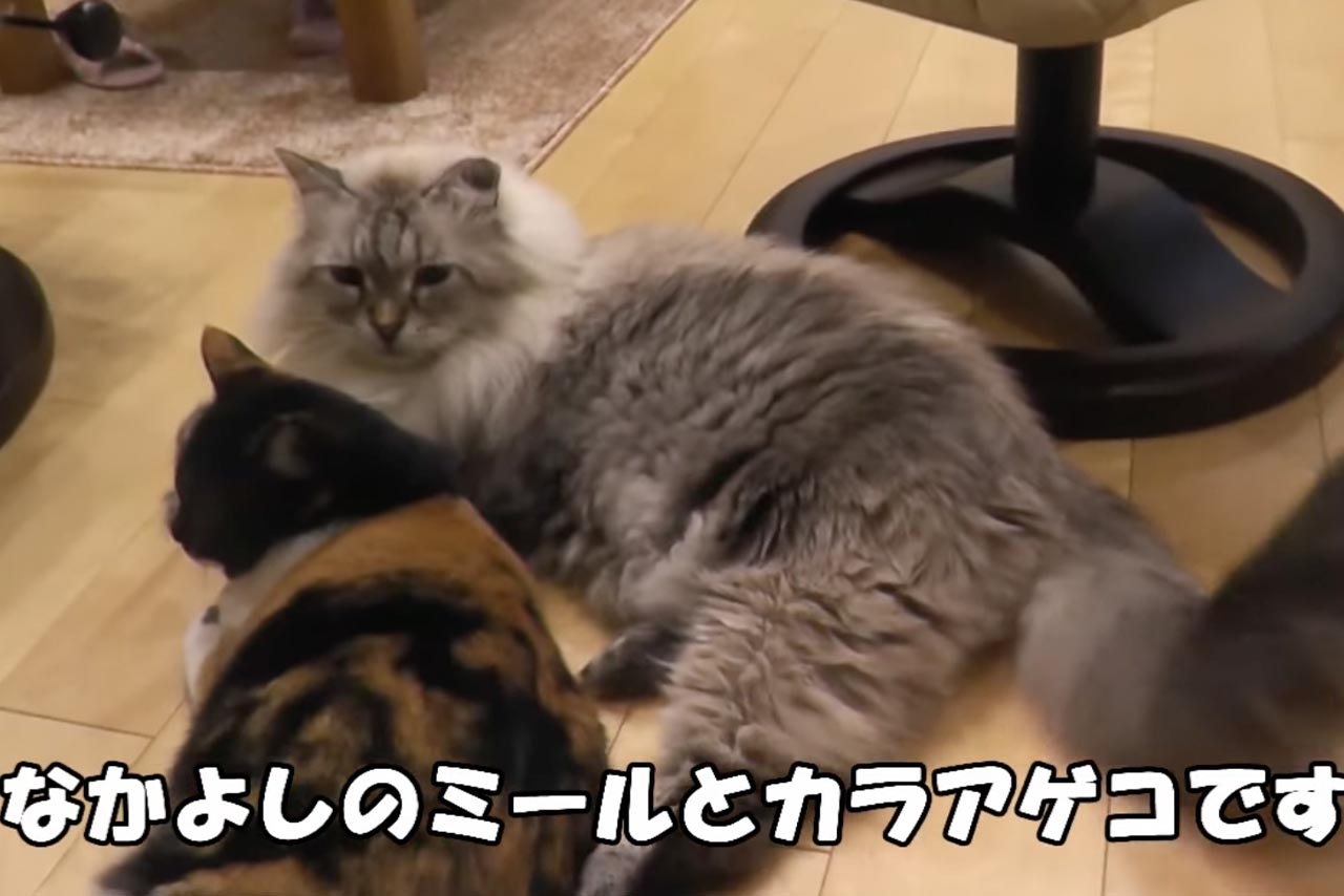 佐竹知事が飼っていたミール君の愛らしい様子を公開していた（WebTVあきたより）