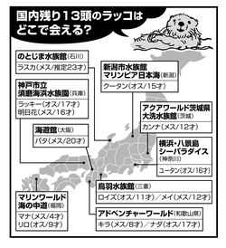 現在、全国各地の水族館で13頭のラッコが飼育されている