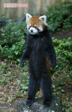 パンチくん人気の中、千葉市動物公園の立つレッサーパンダ・風太くんも