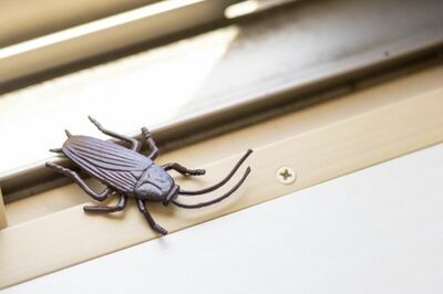 【知って楽しい雑学】梅雨に活発的なゴキブリ、見失ったときの対処法は?部屋全体を殺虫するのがおすすめ