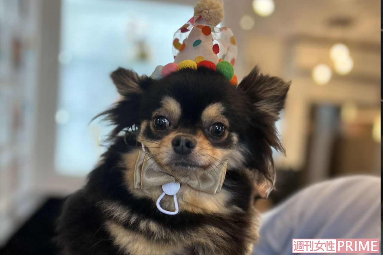 荒川区の盗難事件後に新しい家族に引き取られた、まろちゃん