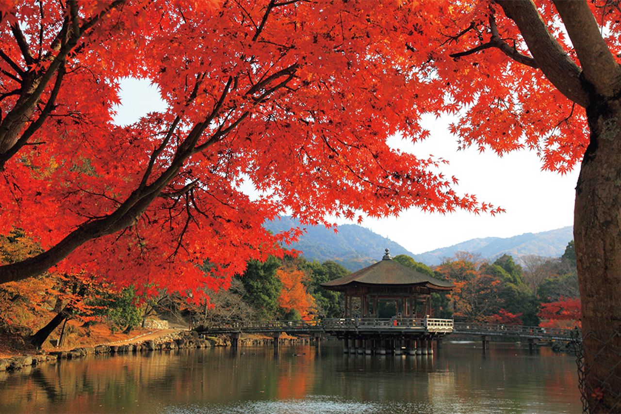 奈良公園・鷺池に浮かぶ檜皮葺きの東屋「浮見堂」
