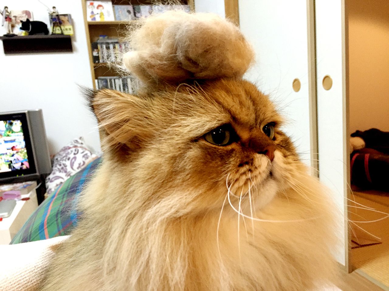 こちらがふーちゃん。頭にのっているのは毛糸ではなく抜け毛！　(c)牧野直樹　(c)ねこ休み展,まるごとふーちゃん展