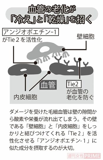 血管の老化が「冷え」と「乾燥」を招く
