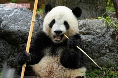 中国返還控えた上野動物園の双子パンダに来園者殺到でも《#パンダいらない》広がる不要論、一世風靡の“元…