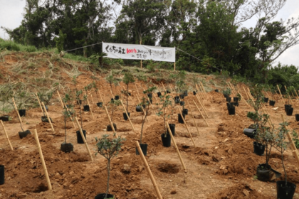 2013年の『くるちの杜植樹祭』で植樹した、くるちの苗木。この活動は徐々に注目を集め、2018年に第40回サントリー地域文化賞を受賞した
