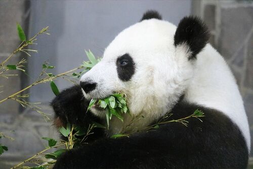 Q.おいしいお顔だ～れだ　E　（撮影／二木繁美）