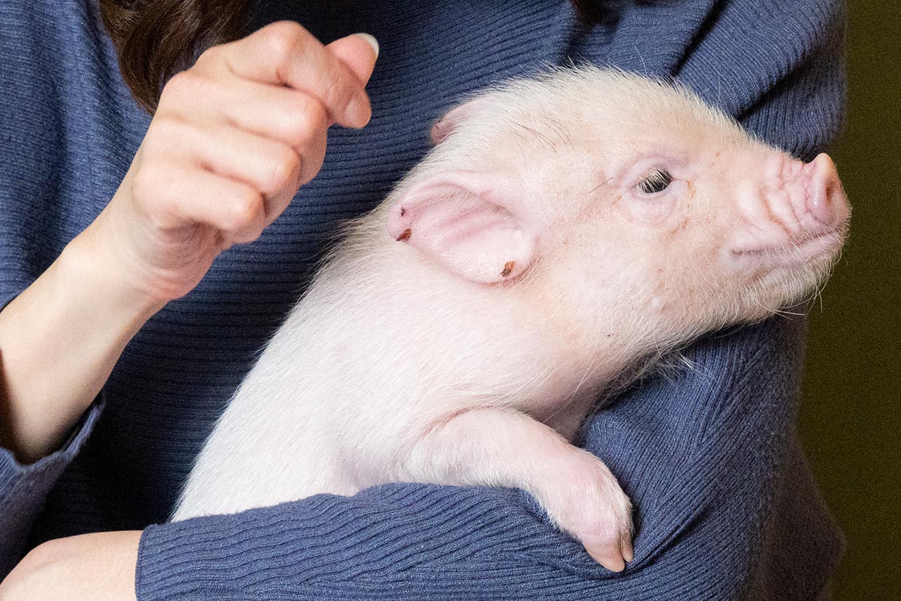 口角の上がった口は、いつも笑っているよう。チラリとのぞくピンク色の舌もかわいい