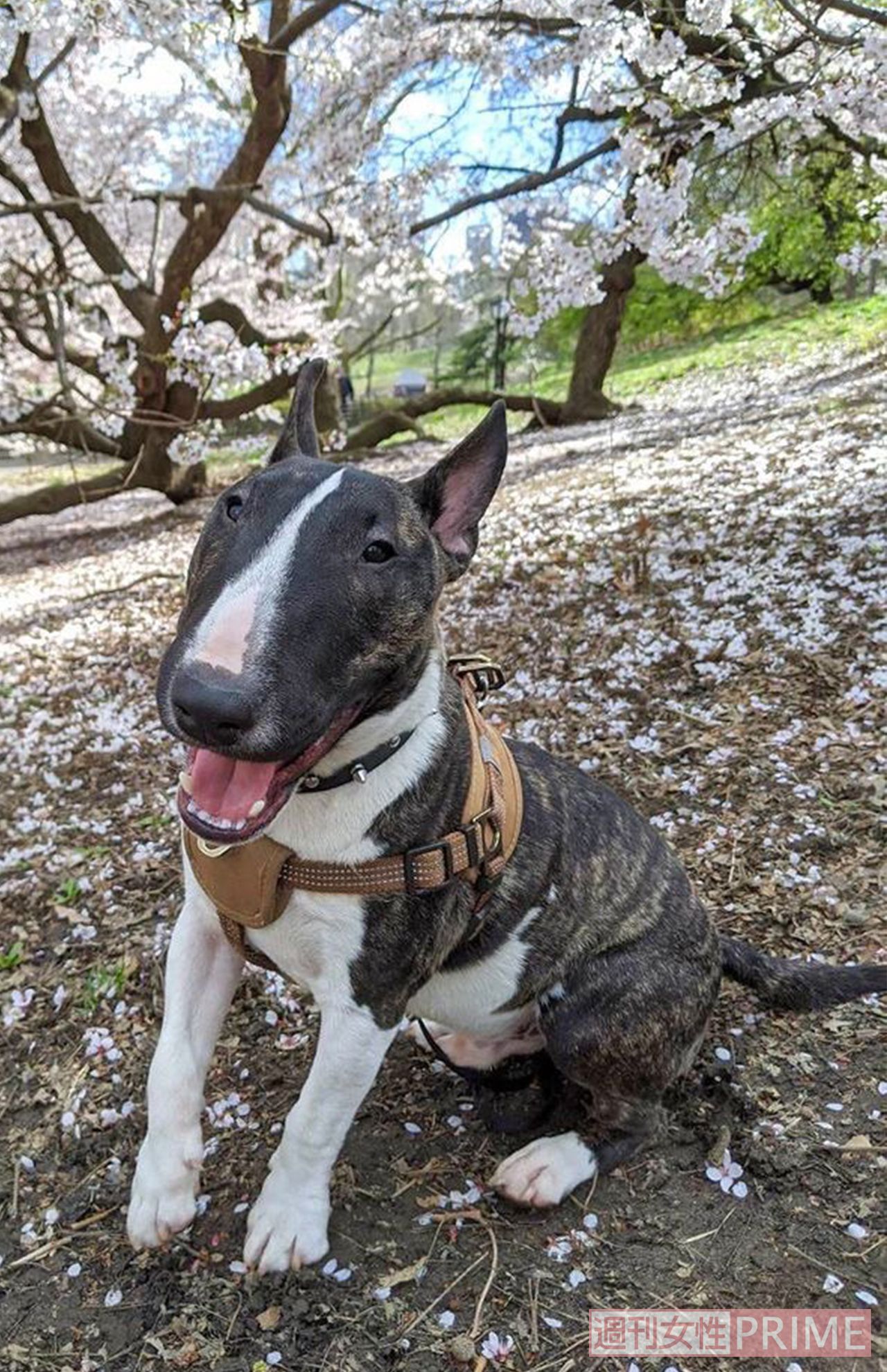 桜の木の下でとびきりのスマイルで（撮影／吉岡竜紀）