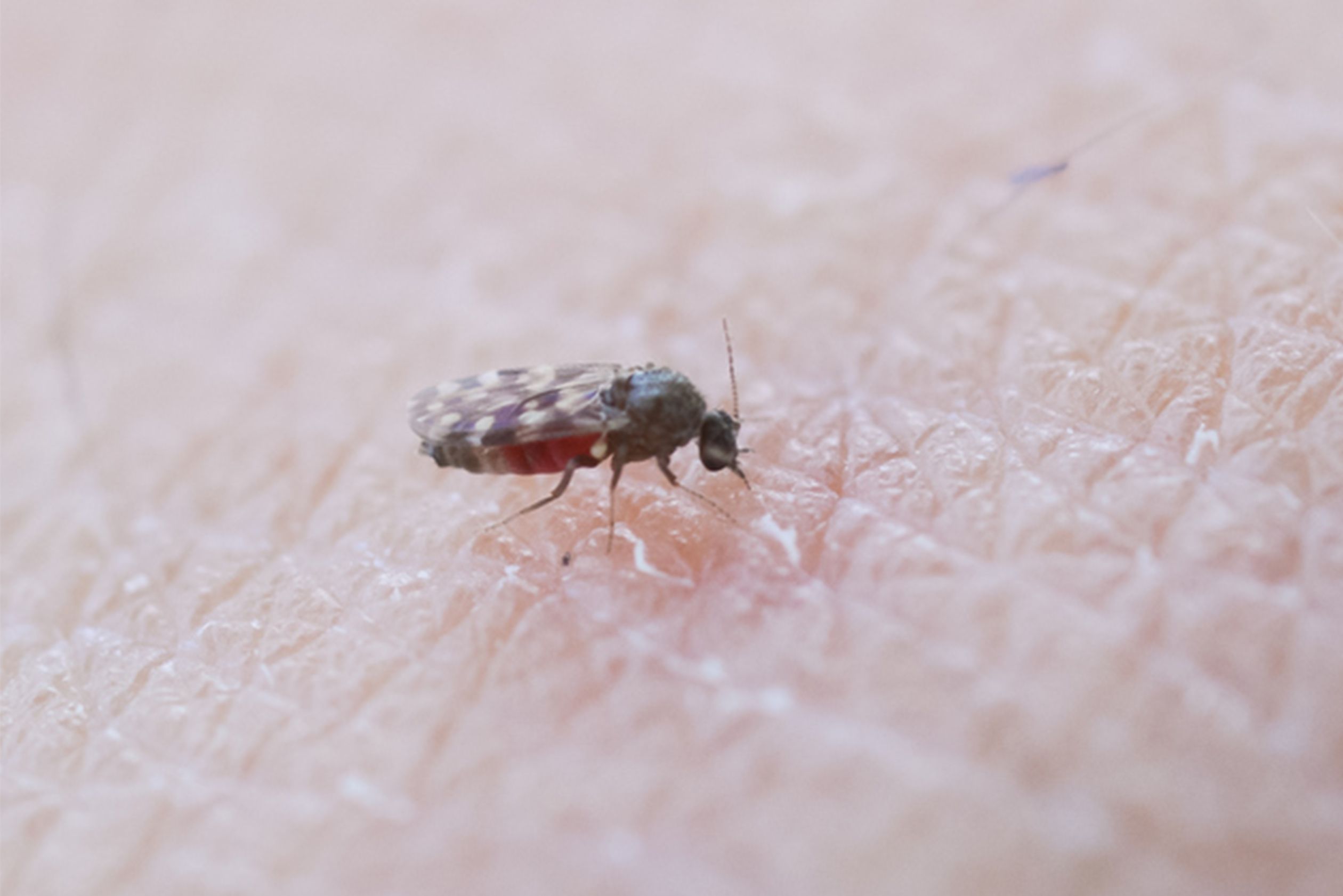 イソヌカカ。磯ブヨと呼ばれることも