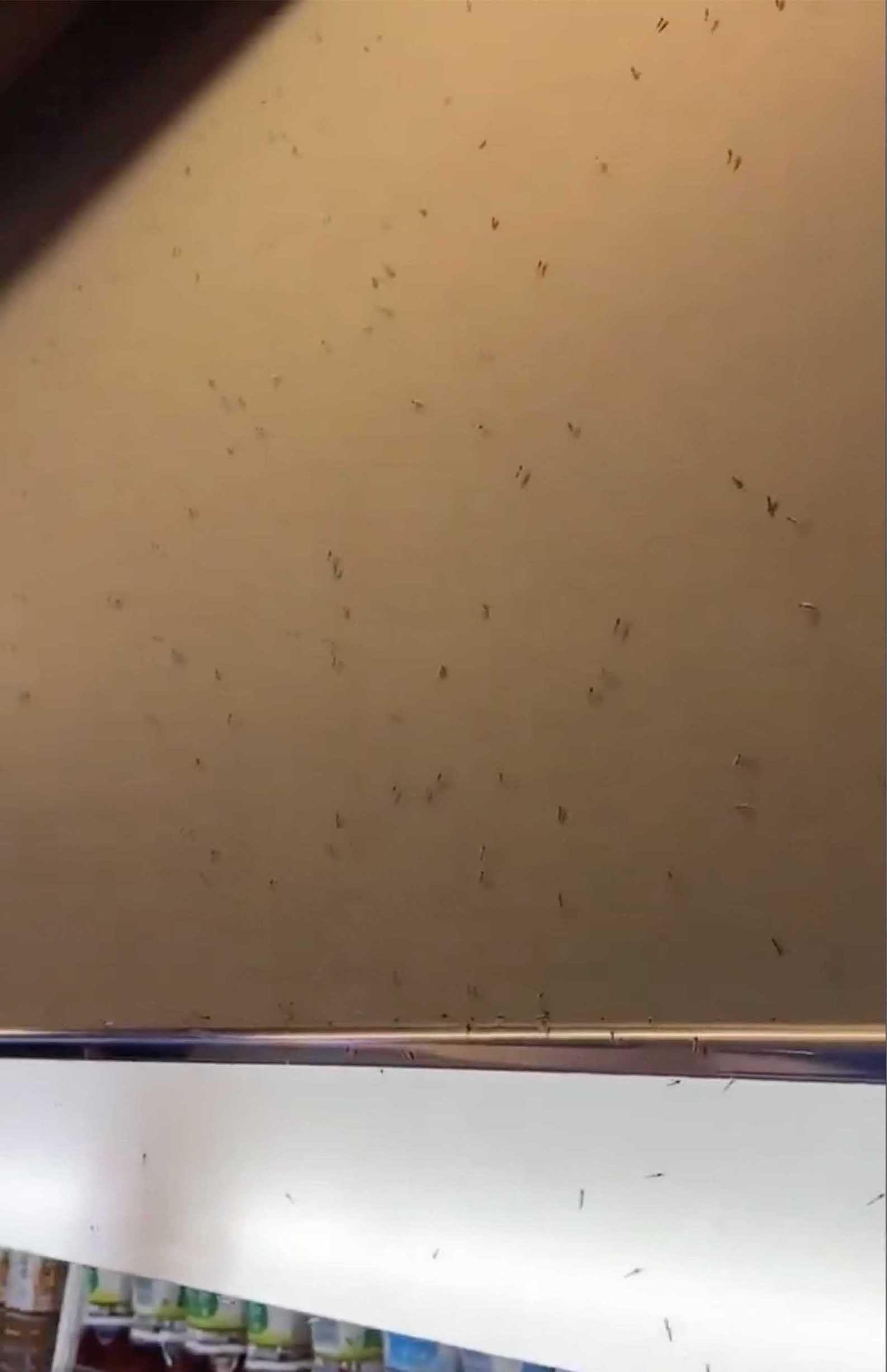 拡散されている映像では、大阪・関西万博の会場にあるコンビニの壁や入口、床、商品棚にもユスリカが集まっていることが確認できる（Xより）