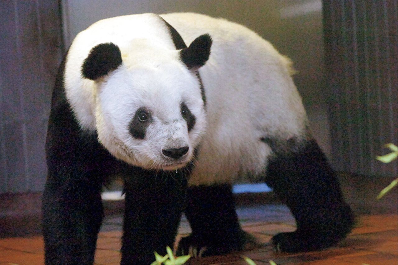 リンリン♂　写真／共同通信社