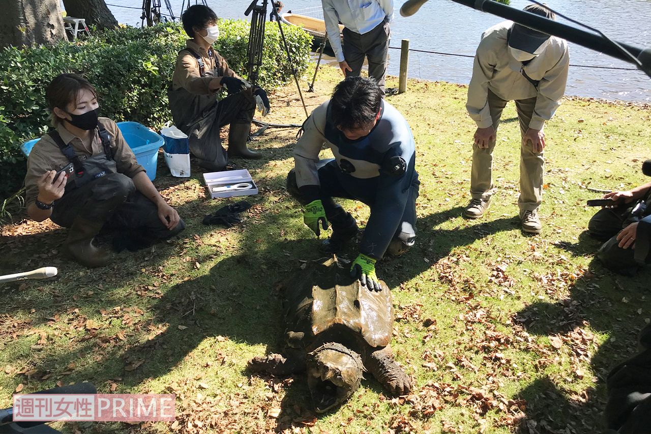 ついに捕獲されたワニガメ。思わず報道陣から「デカい」の声も＝18日、茨城県つくば市の洞峰公園で