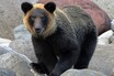 《東京・奥多摩》クマ被害か、上半身がない遺体発見「危機感を持って欲しい」全国で被害続出の事態に国の“対策“は