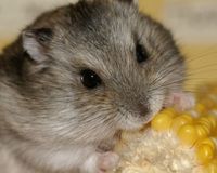 エサ代は月1000円程度、コストのかからないペットは小鳥とハムスター