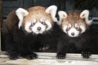 レッサーパンダ「風太くん」の甥っ子&姪っ子がすくすくモフモフ成長中!