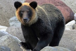 《東京・奥多摩》クマ被害か、上半身がない遺体発見「危機感を持って欲しい」全国で被害続出の事態に国の“対策“は《2026年5月choice》