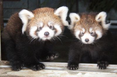 レッサーパンダ「風太くん」の甥っ子＆姪っ子がすくすくモフモフ成長中！