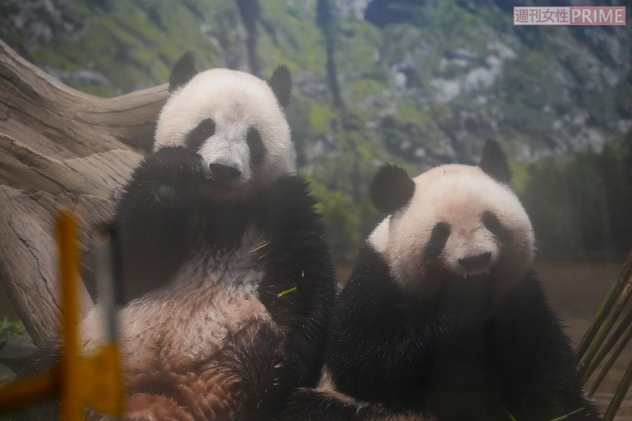 '23年6月。3月から親離れし2頭で暮らし始めました！　写真／週刊女性写真班