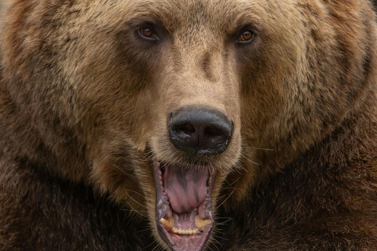 クマのイメージ写真