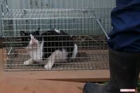 空気銃で猫100匹殺傷！「征服した気分になっていた」虐待犯の呆れた言い訳