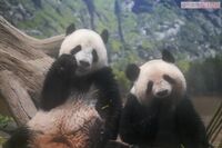 《2歳のお誕生日》上野動物園パンダのシャオシャオ＆レイレイが2歳に！3月から母・シンシンと離れ離れでも2…