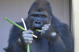 名古屋市東山動植物園、イケメンゴリラ「シャバーニJr.」が父超えの