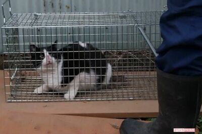 空気銃で猫100匹殺傷！「征服した気分になっていた」虐待犯の呆れた言い訳