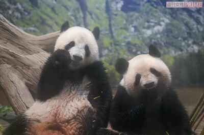 《2歳のお誕生日》上野動物園パンダのシャオシャオ＆レイレイが2歳に！3月から母・シンシンと離れ離れでも2…