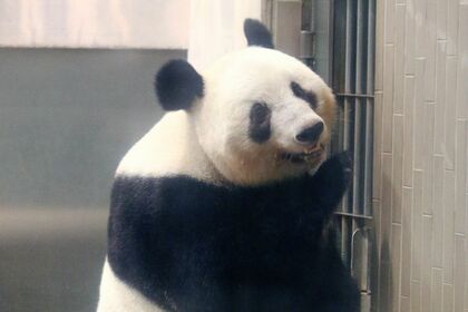 香香　シャンシャン（撮影／二木繁美）