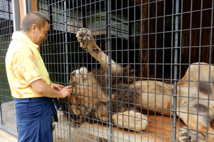 ライオンのリオンは山本園長に“メロメロ”