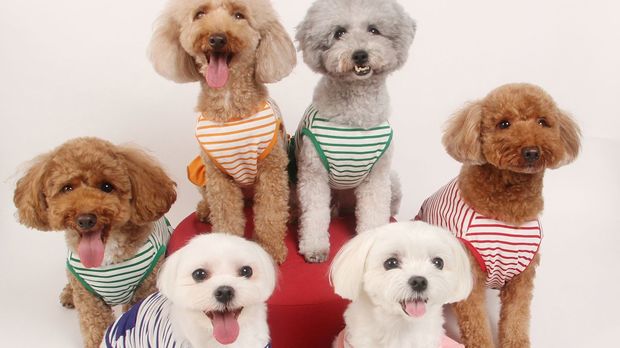 トイプードルは飼いやすい