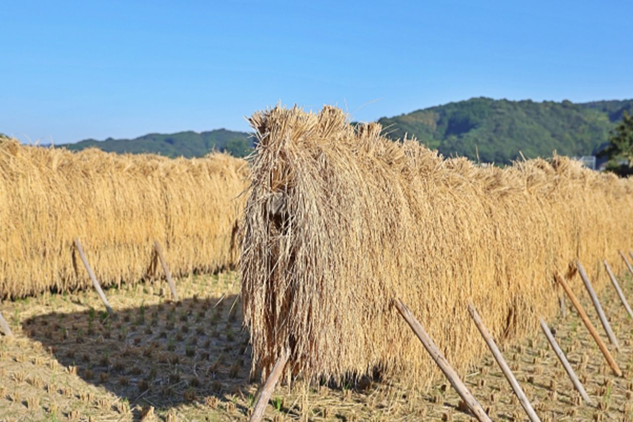 写真はイメージです