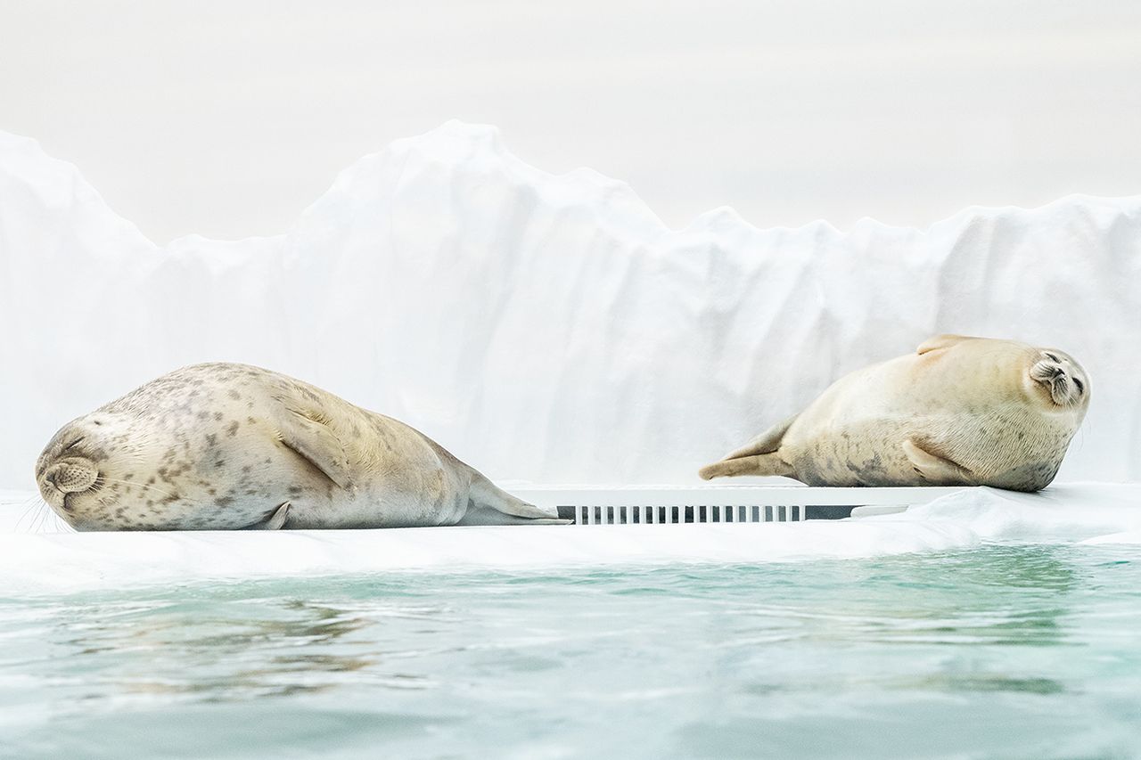大阪の水族館・海遊館のワモンアザラシが“丸すぎるアザラシ”とSNSで話題に！