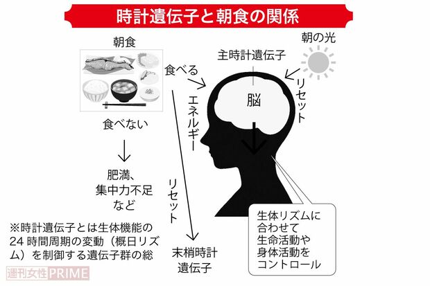 時計遺伝子と朝食の関係　※時計遺伝子とは生体機能の24時間周期の変動（概日リズム）を制御する遺伝子群の総称