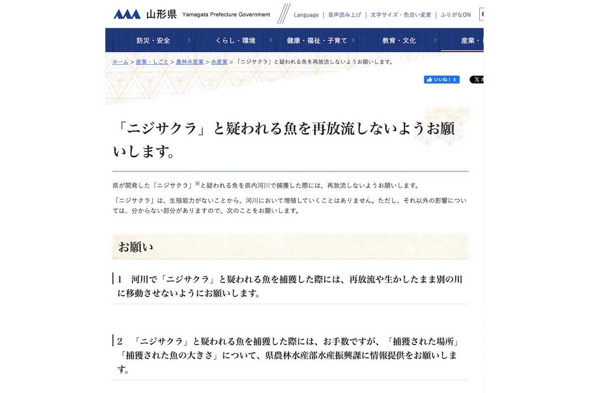 山形のご当地サーモン『ニジサクラ』放流に関する注意喚起（県公式サイトより）