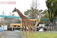 熊本地震から2年経過も動物は戻らず、県民 “憩いの場” の悲しい現状