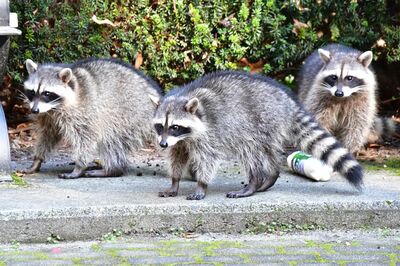 日本国内では、アライグマは食用肉としての認知度は高くない（写真はイメージです）