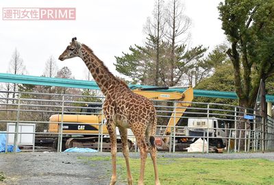 熊本地震から2年経過も動物は戻らず、県民 “憩いの場” の悲しい現状