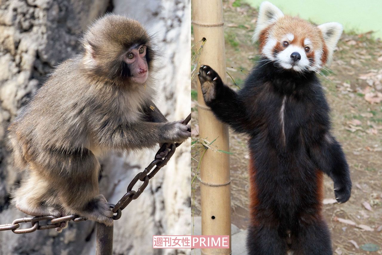 千葉県市川市動植物園のニホンザルのパンチ君（左）と千葉市動物公園の立つレッサーパンダ・風太くん