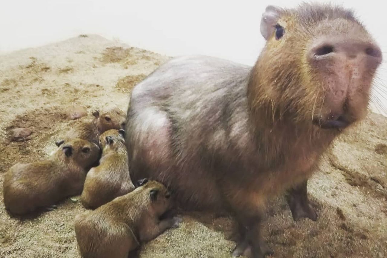カピバラの赤ちゃん　写真提供／草津熱帯圏