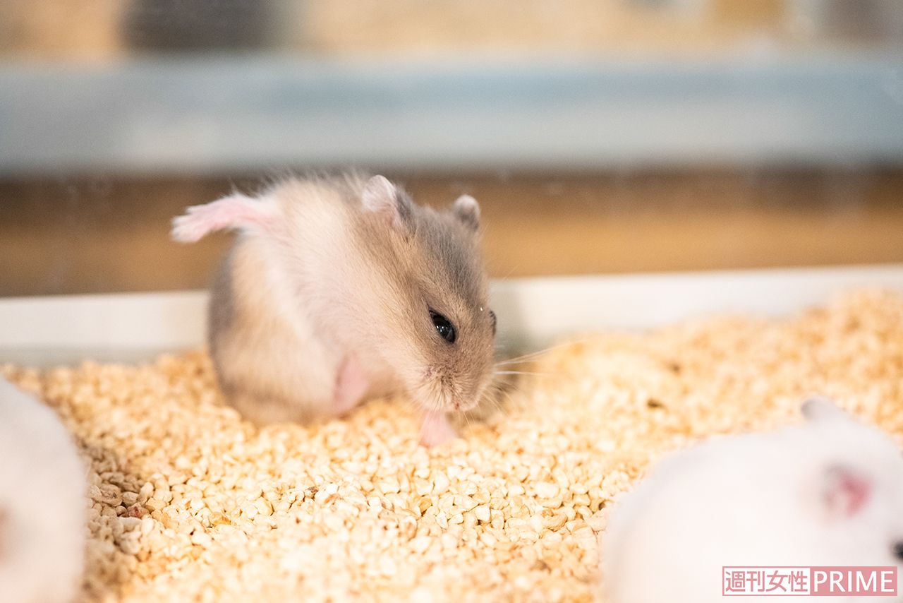 ハムスター